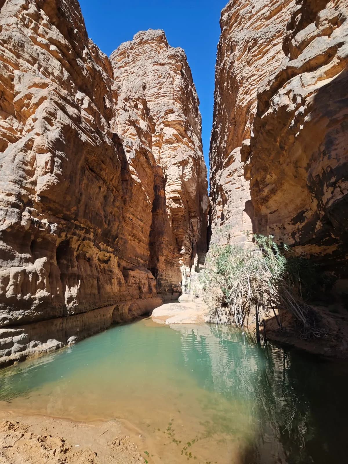 Végétation de l'oasis