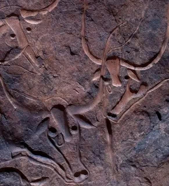 Gravure rupestre de la vache qui pleure à Tegharghart