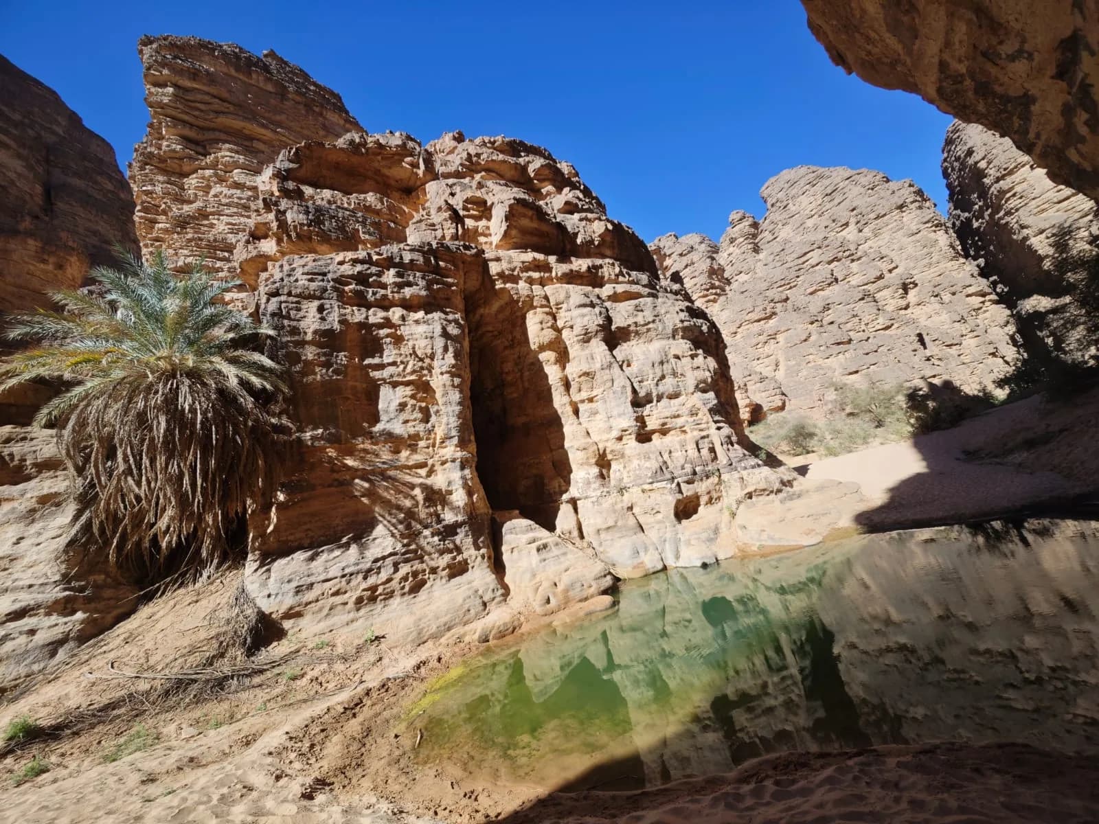 Vegetation et eau dans une oasis